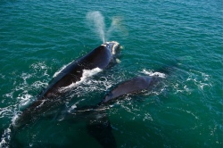 Southern Right Whales in Hermanus