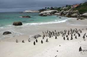 penguins at Boulders beach, Cape Town